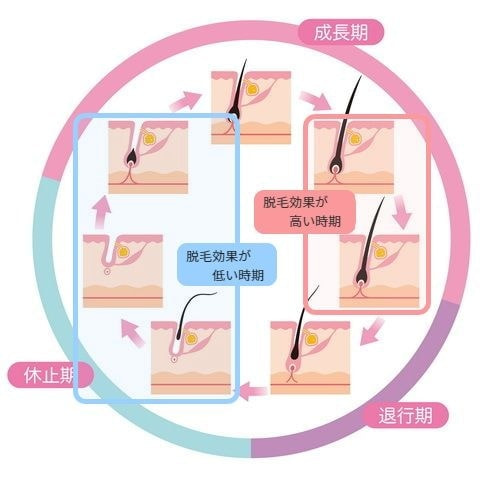 毛周期