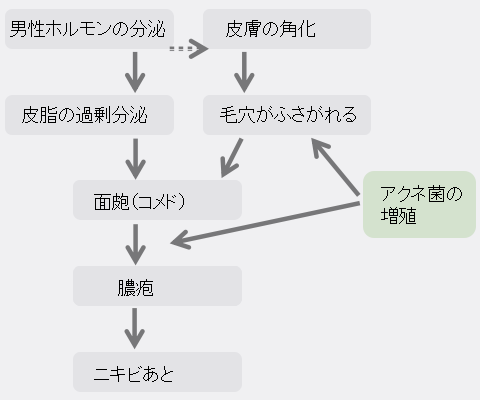 ニキビの出来るまでのチャート