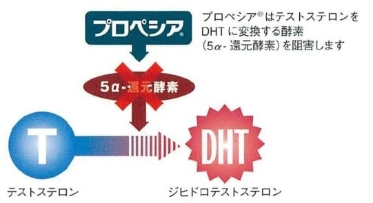 プロペシアの作用機序