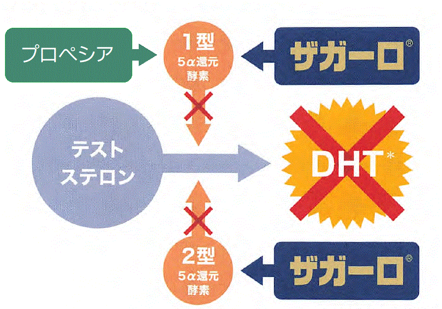 ザガーロの作用機序